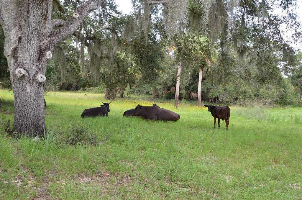 待售: $585,000 (2 贝兹, 1 浴室, 660 平方英尺)