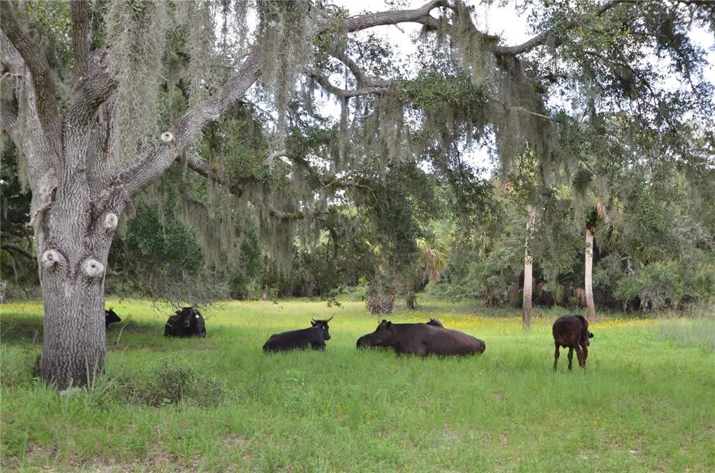 待售: $585,000 (2 贝兹, 1 浴室, 660 平方英尺)