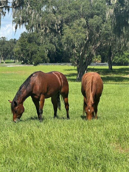 На продажу: $1,575,000 (28.55 acres)