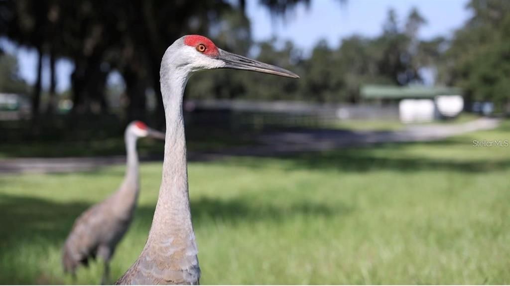 На продажу: $1,575,000 (28.55 acres)