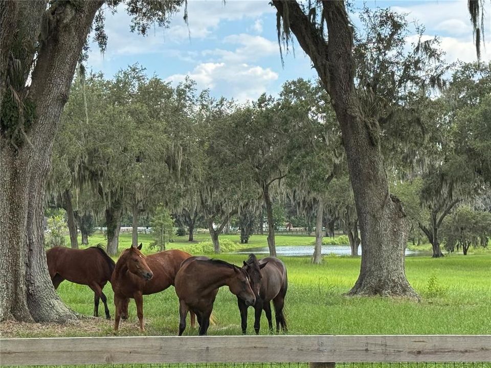 На продажу: $1,575,000 (28.55 acres)