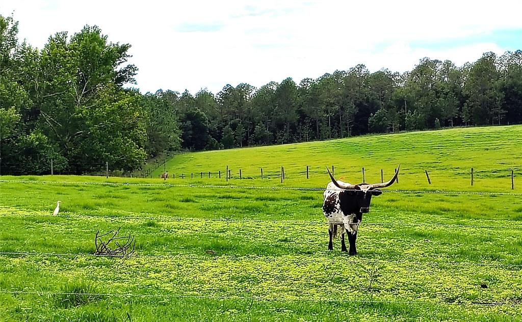 For Sale: $1,400,000 (25.00 acres)