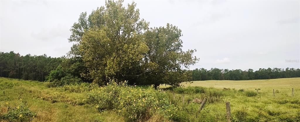 For Sale: $1,400,000 (25.00 acres)