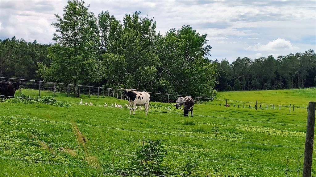 For Sale: $1,400,000 (25.00 acres)