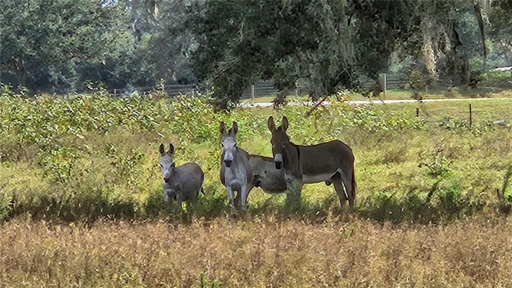 На продажу: $1,350,000 (3 спален, 2 ванн, 2393 Квадратных фут)