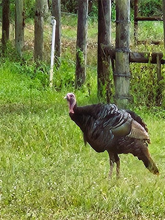 На продажу: $1,350,000 (3 спален, 2 ванн, 2393 Квадратных фут)