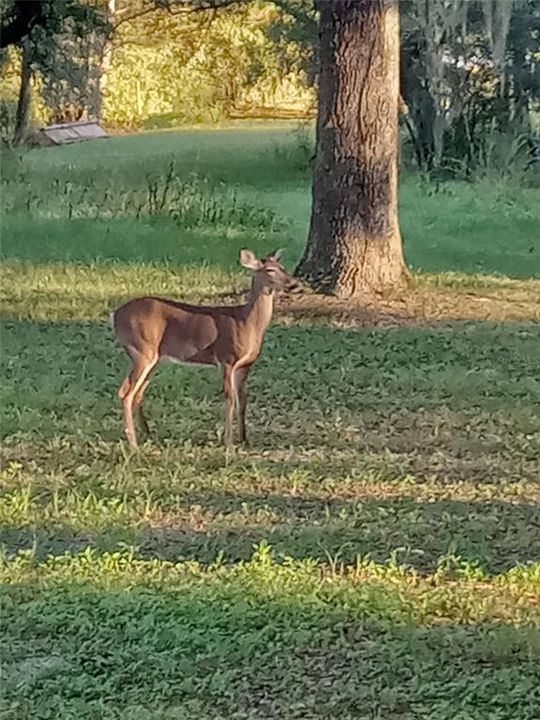 На продажу: $1,350,000 (3 спален, 2 ванн, 2393 Квадратных фут)