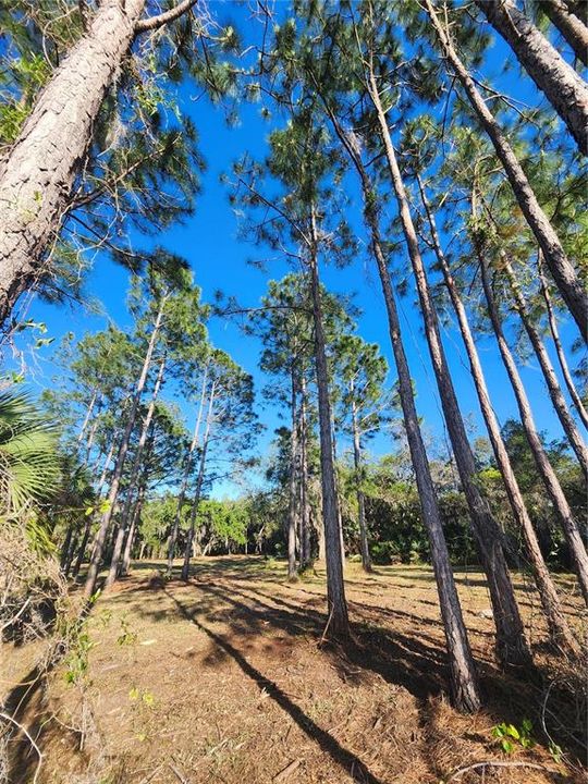 For Sale: $120,000 (1.97 acres)