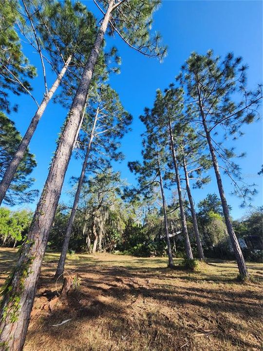 For Sale: $120,000 (1.97 acres)