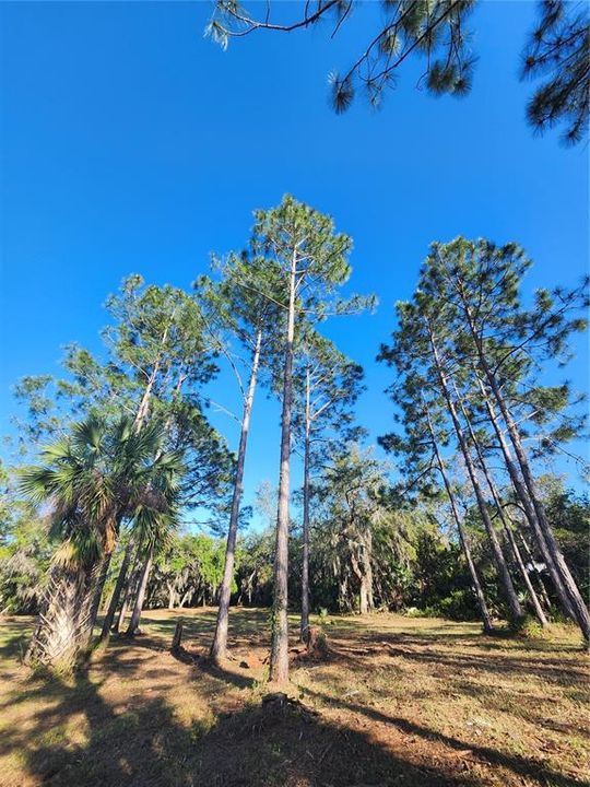 For Sale: $120,000 (1.97 acres)