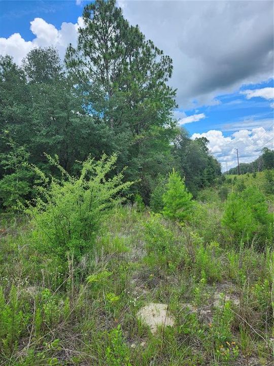 For Sale: $70,800 (3.10 acres)