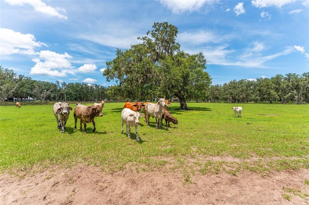 For Sale: $1,750,000 (5 beds, 4 baths, 3098 Square Feet)