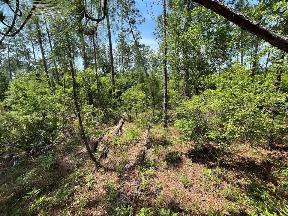 待售: $12,300 (1.29 acres)