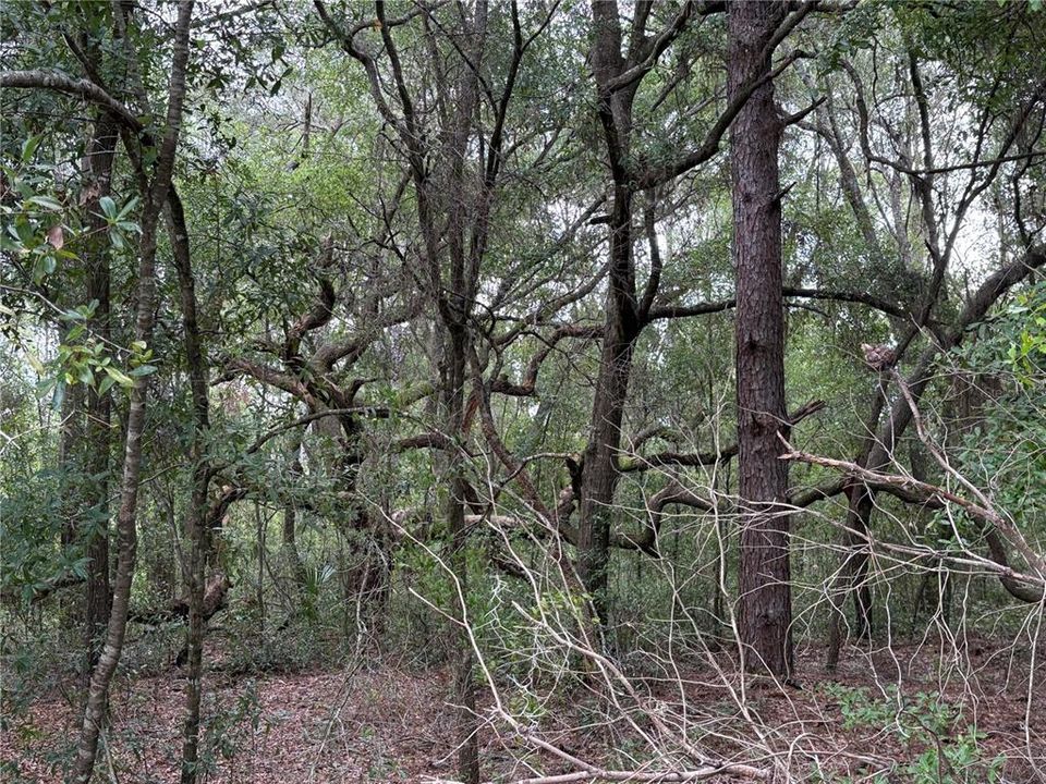 待售: $29,950 (0.46 acres)