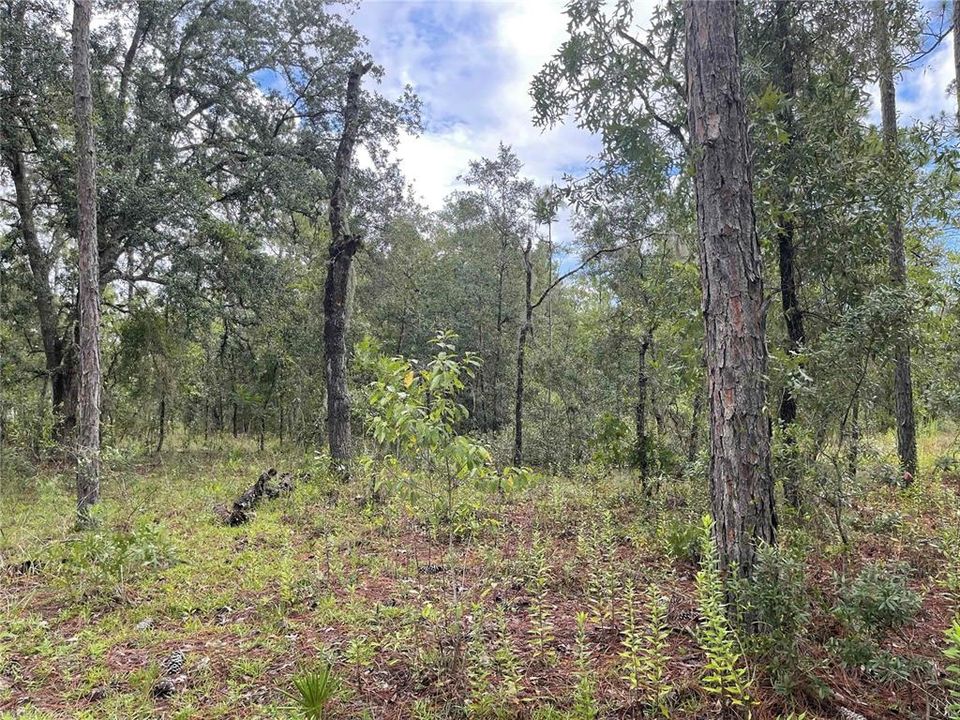 Недавно продано: $45,000 (2.58 acres)