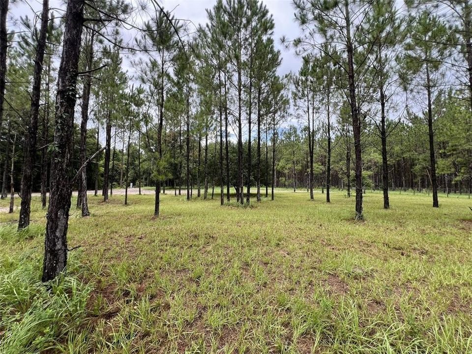 待售: $79,000 (1.01 acres)