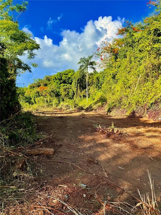 待售: $130,000 (1.17 acres)