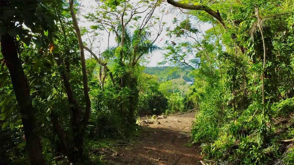 待售: $130,000 (1.17 acres)