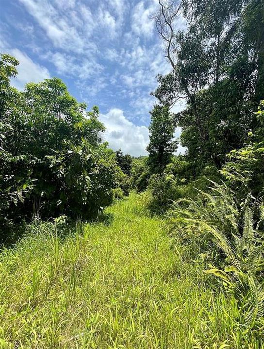 For Sale: $260,000 (20.84 acres)