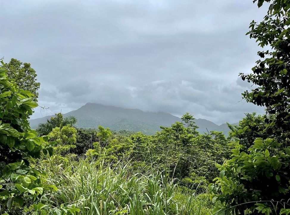 For Sale: $260,000 (20.84 acres)