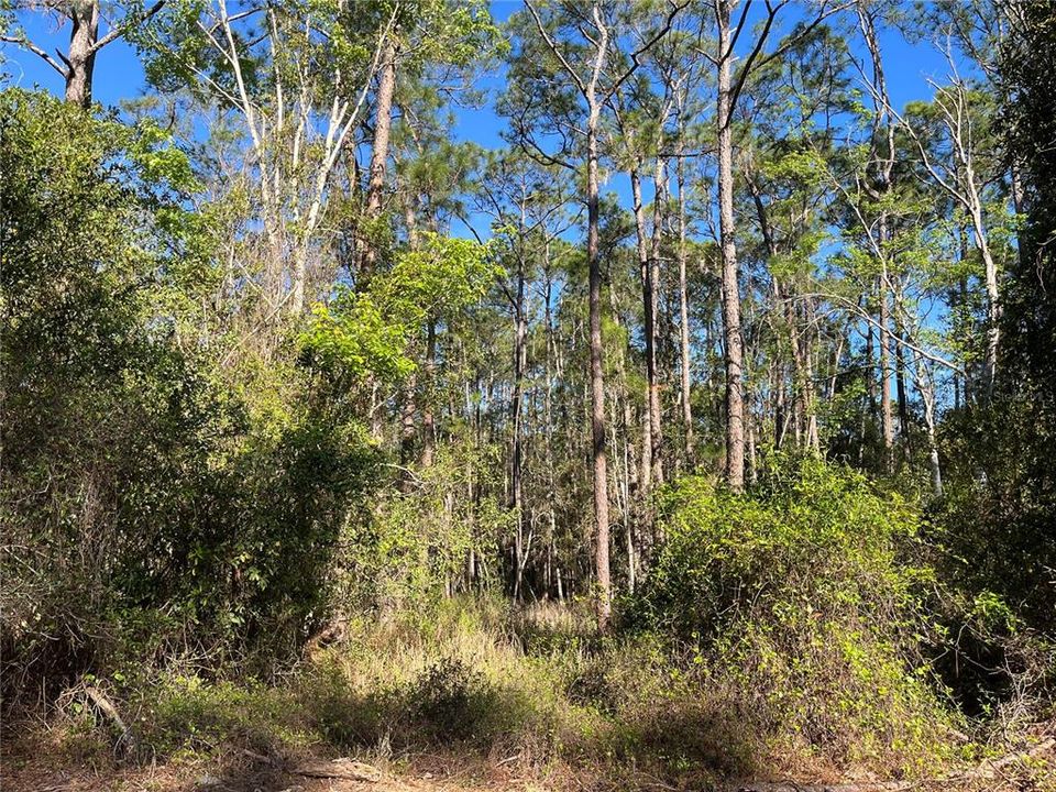 На продажу: $10,800 (0.69 acres)