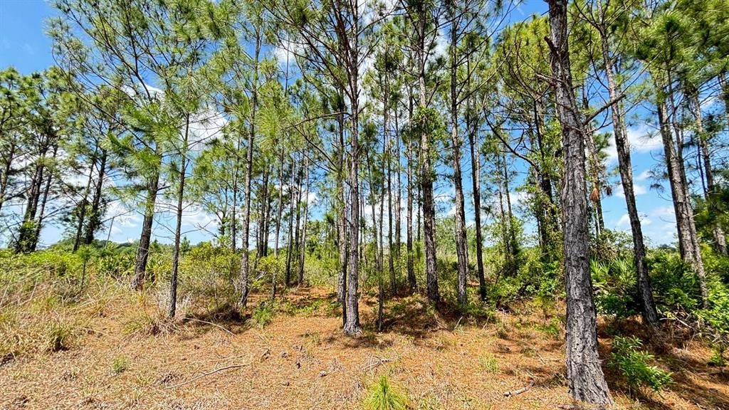 For Sale: $38,000 (1.25 acres)