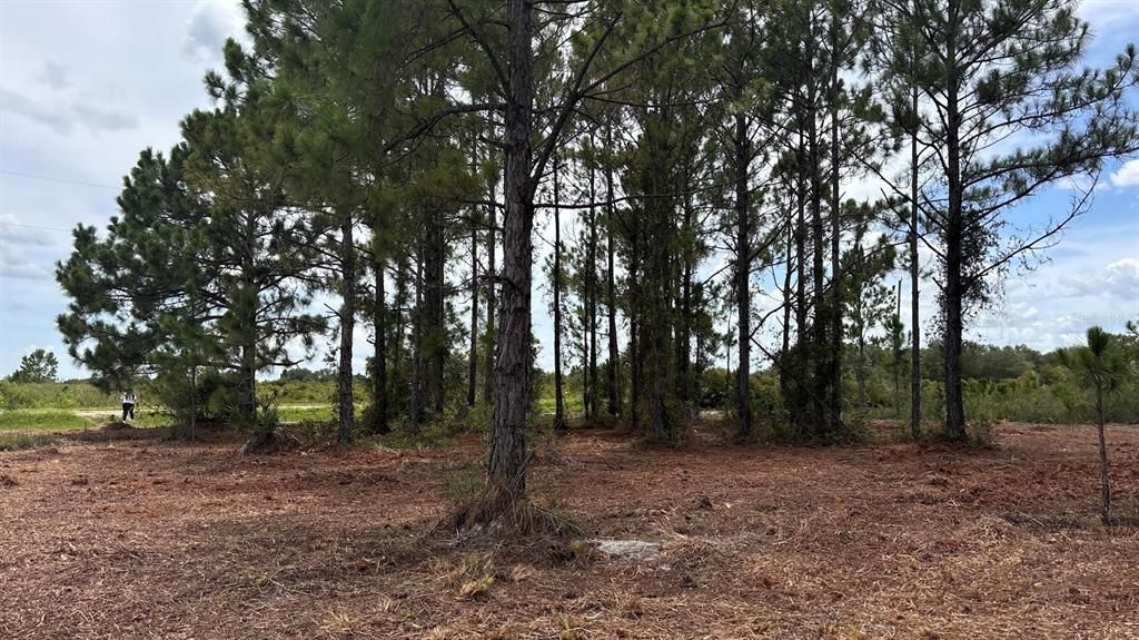 For Sale: $38,000 (1.25 acres)