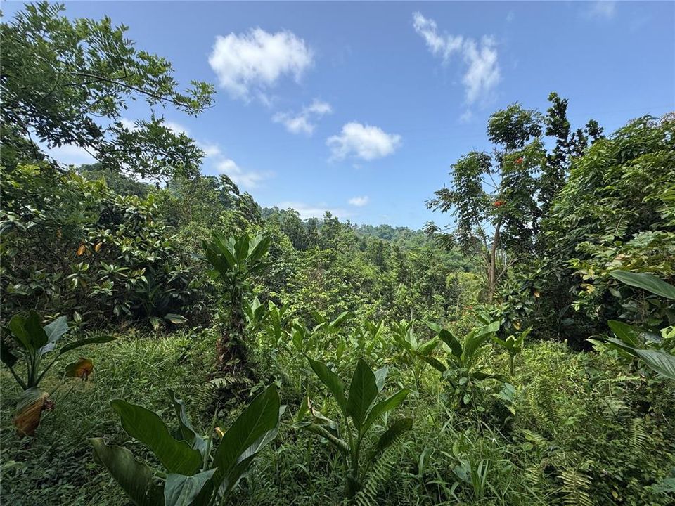 На продажу: $145,000 (9.73 acres)