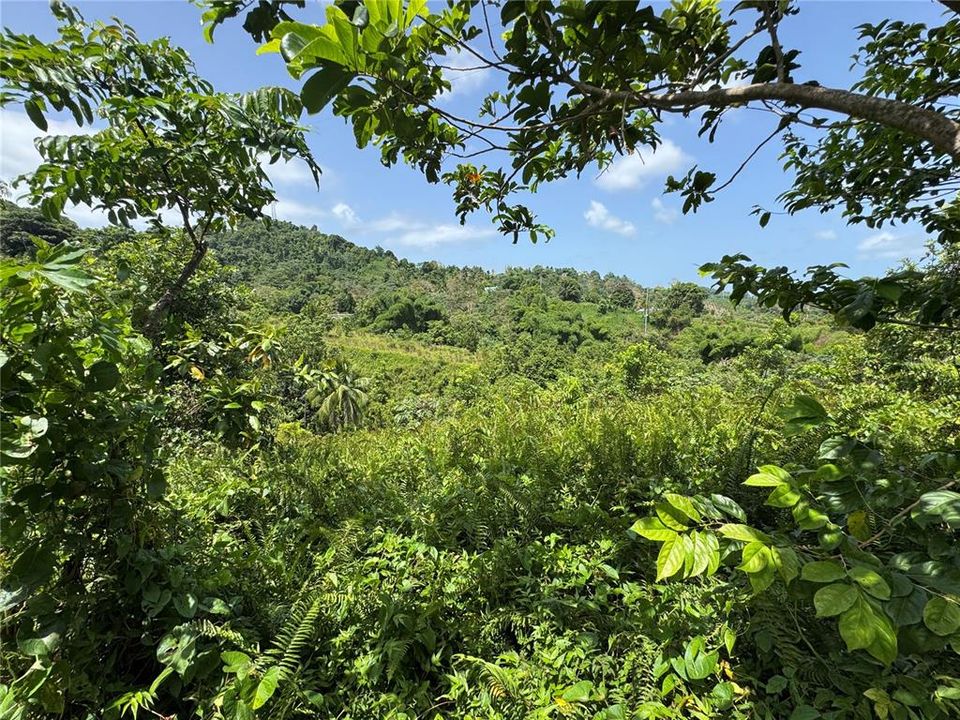 На продажу: $145,000 (9.73 acres)