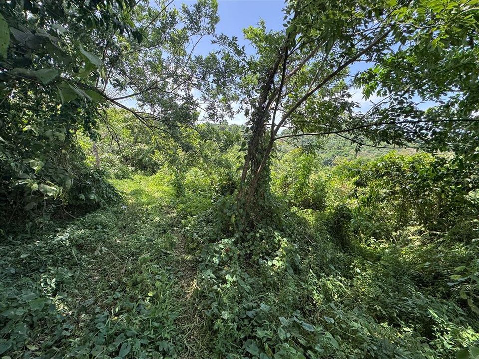 На продажу: $145,000 (9.73 acres)