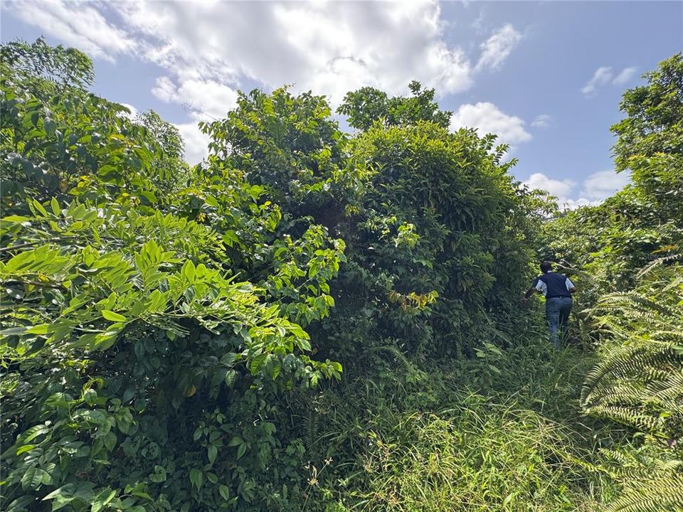 На продажу: $145,000 (9.73 acres)