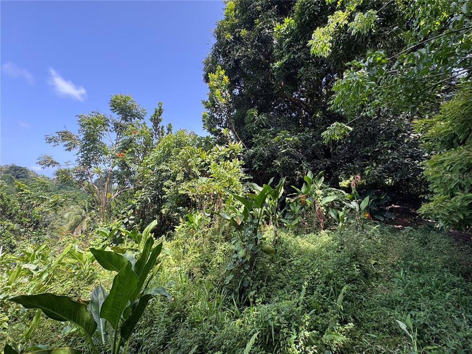 На продажу: $145,000 (9.73 acres)