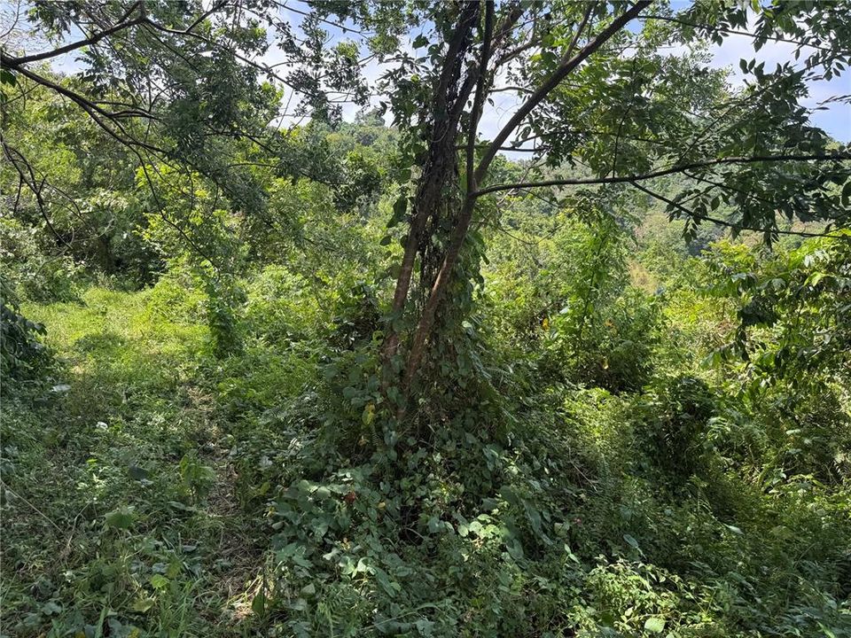 На продажу: $145,000 (9.73 acres)