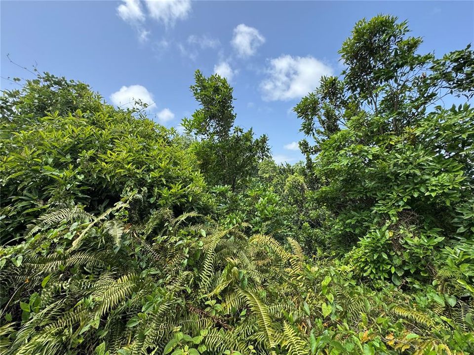 На продажу: $145,000 (9.73 acres)