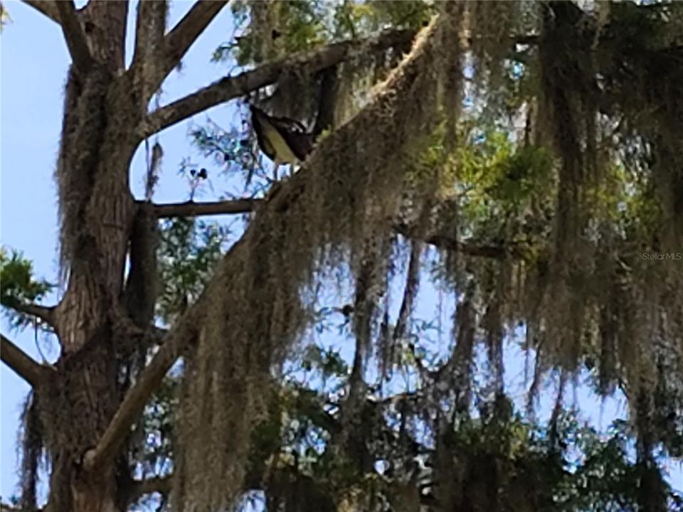 На продажу: $412,000 (3 спален, 2 ванн, 1728 Квадратных фут)