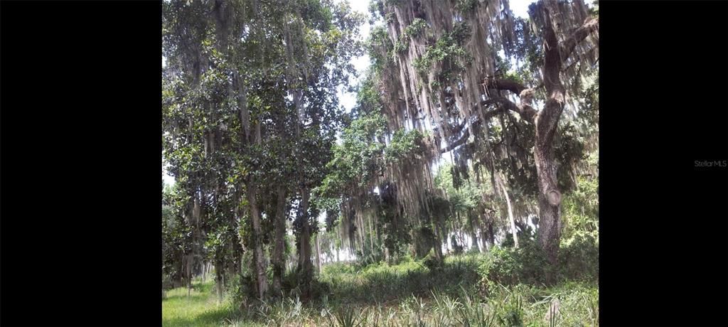 На продажу: $599,995 (12.32 acres)