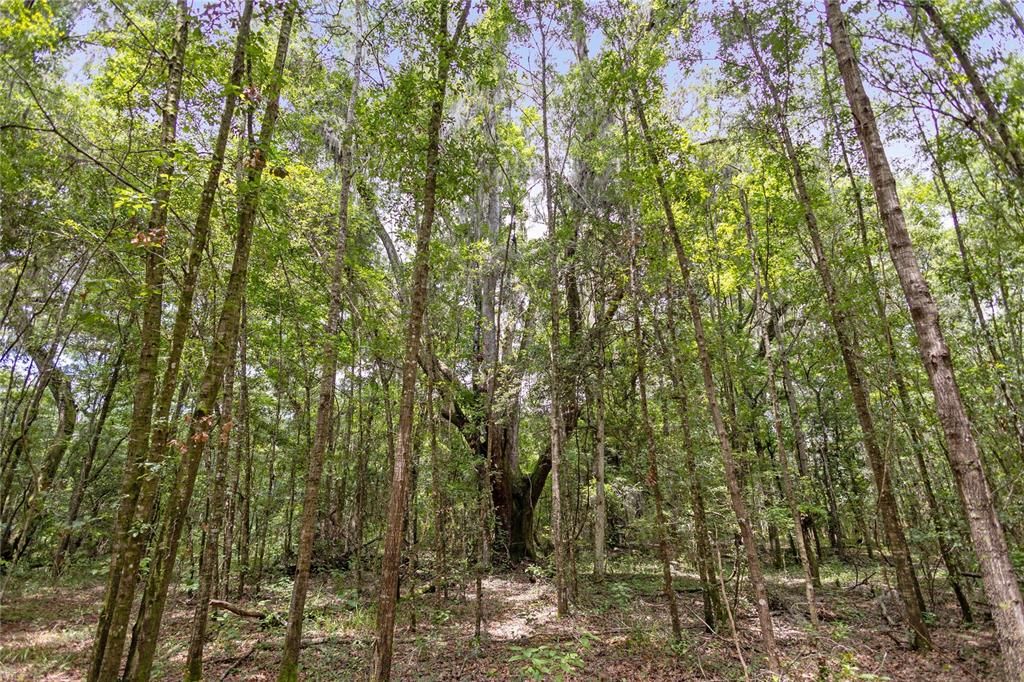 For Sale: $585,000 (25.23 acres)