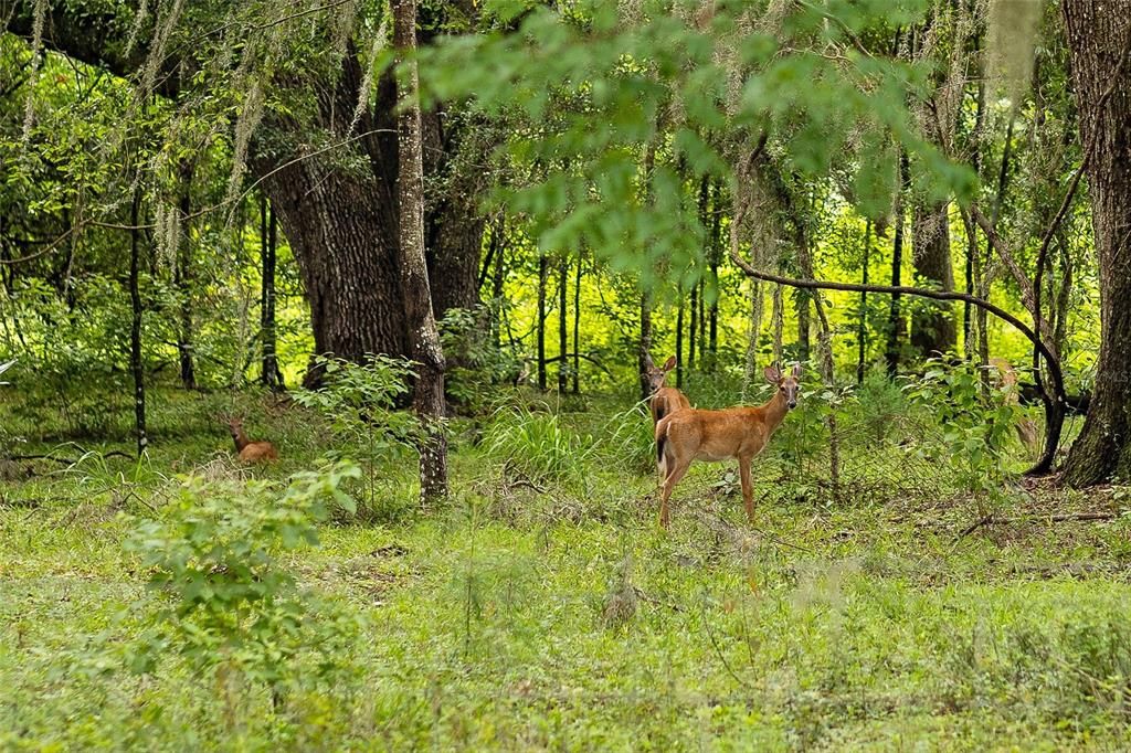 For Sale: $585,000 (25.23 acres)