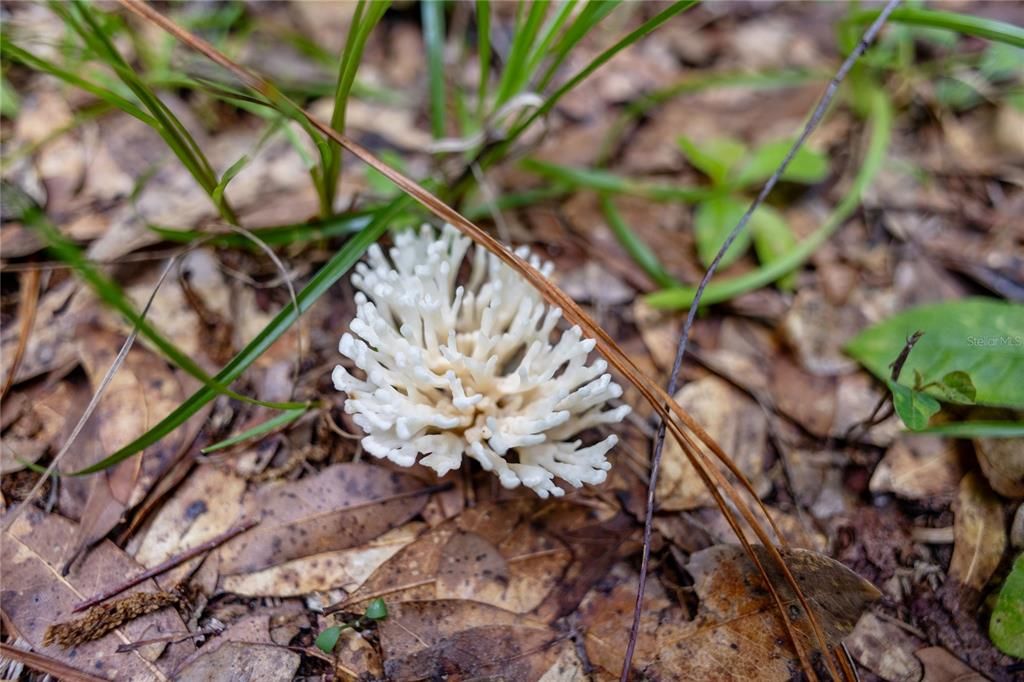 For Sale: $585,000 (25.23 acres)