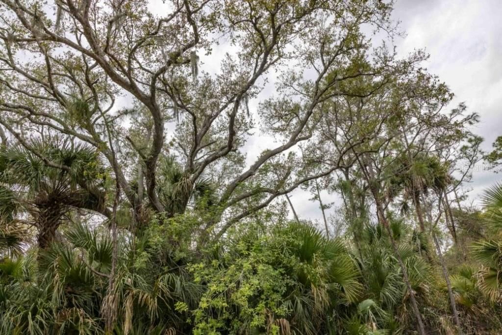 待售: $19,499 (0.23 acres)