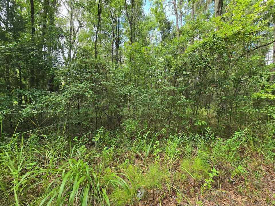 En Venta: $99,000 (3.00 acres)