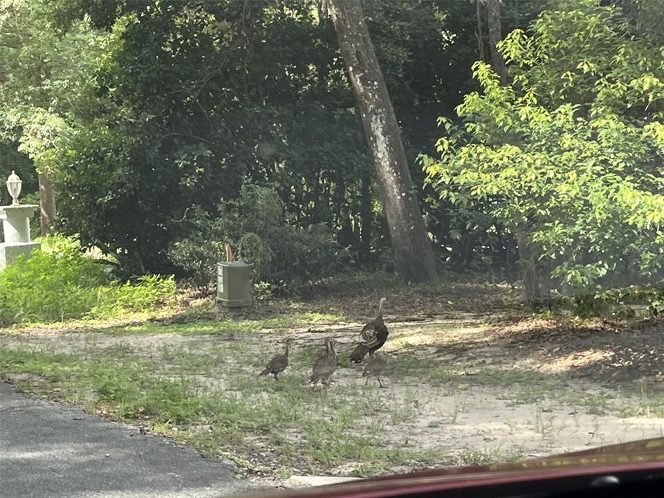 For Sale: $40,000 (1.02 acres)