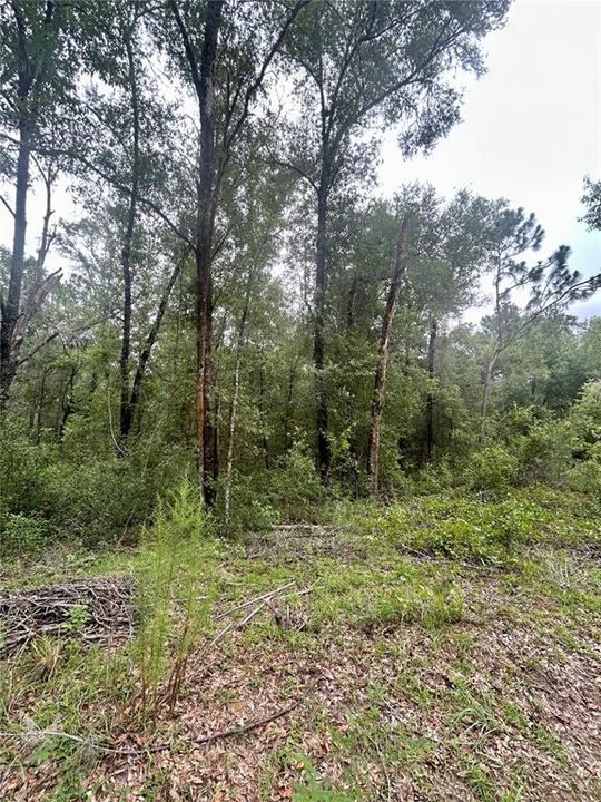 For Sale: $34,900 (0.92 acres)