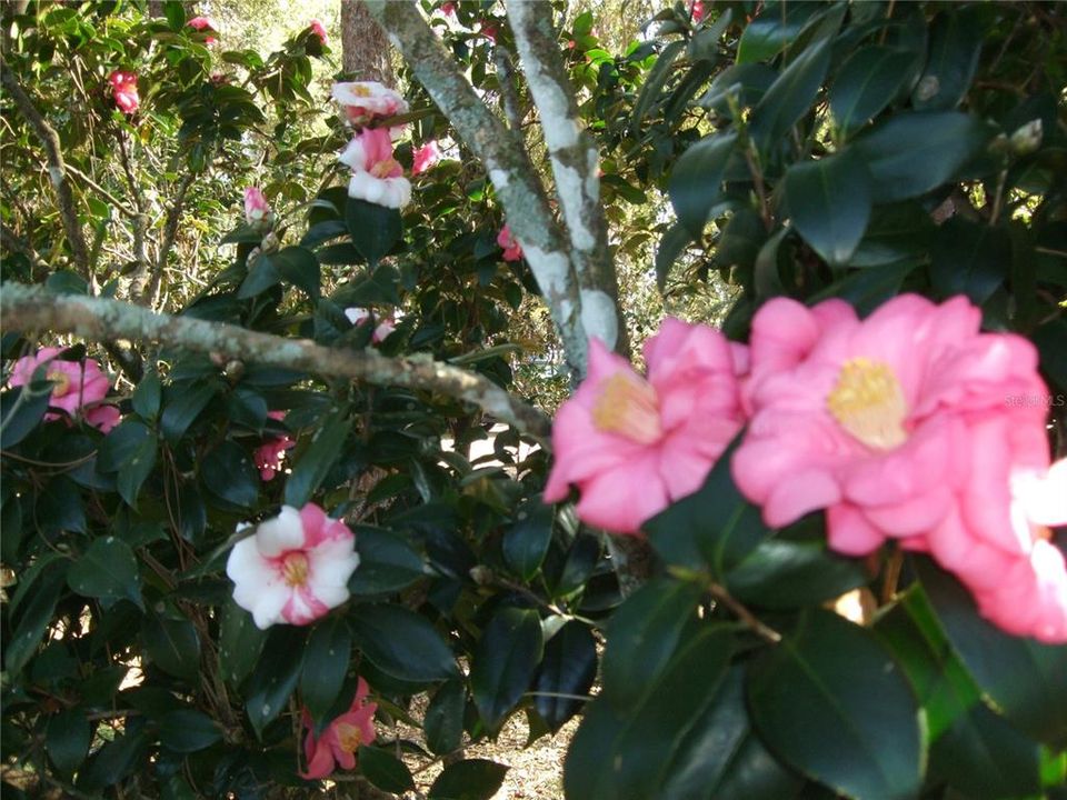 На продажу: $629,000 (4 спален, 3 ванн, 3118 Квадратных фут)