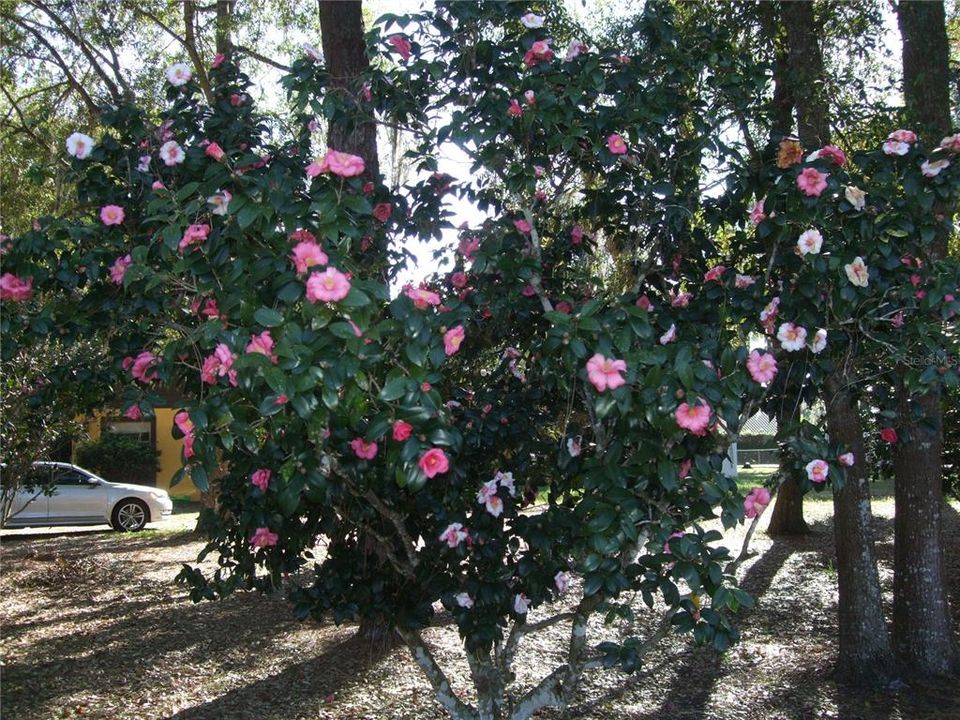 На продажу: $629,000 (4 спален, 3 ванн, 3118 Квадратных фут)