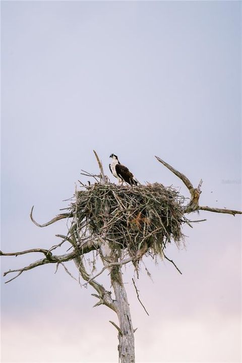 待售: $100,000 (1 贝兹, 1 浴室, 704 平方英尺)