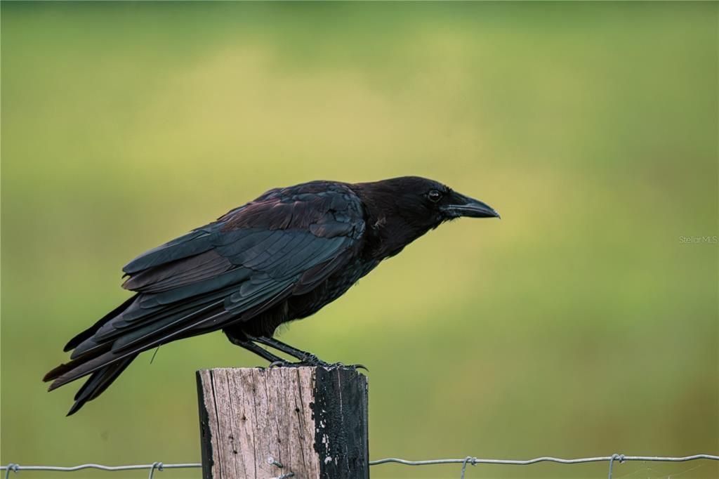 待售: $100,000 (1 贝兹, 1 浴室, 704 平方英尺)