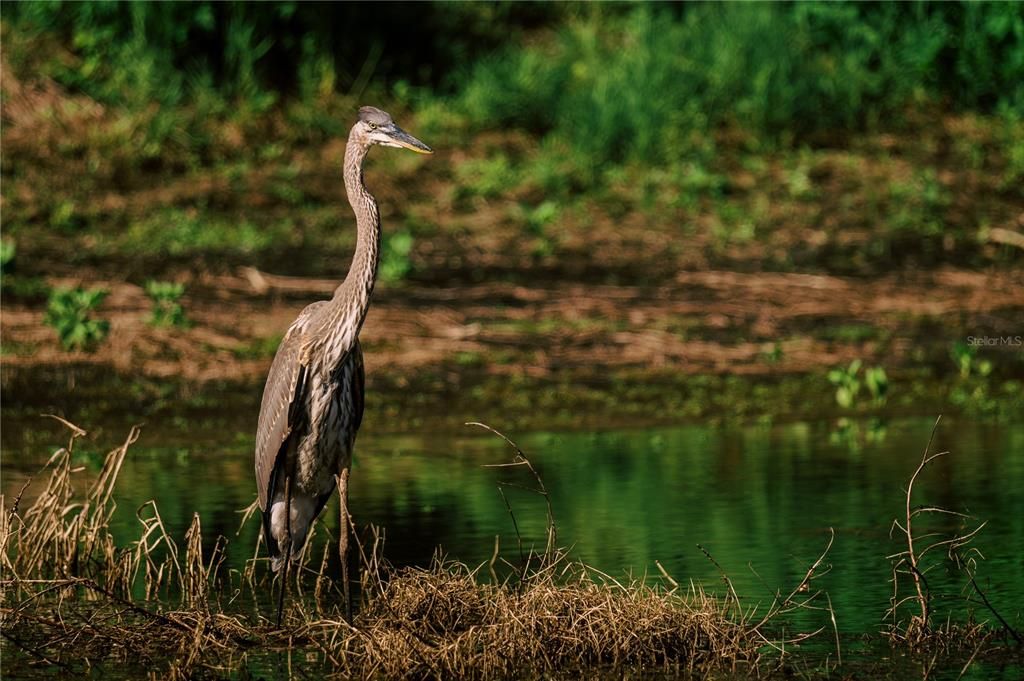 待售: $100,000 (1 贝兹, 1 浴室, 704 平方英尺)