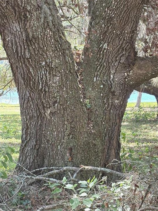 待售: $610,000 (9.96 acres)