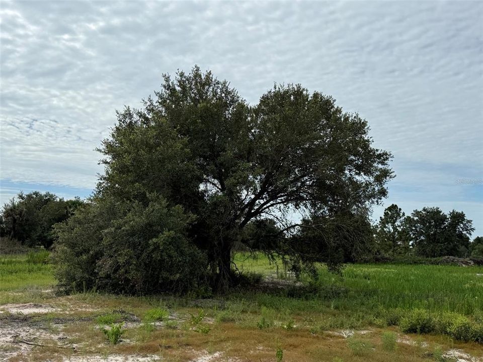 En Venta: $29,900 (1.25 acres)